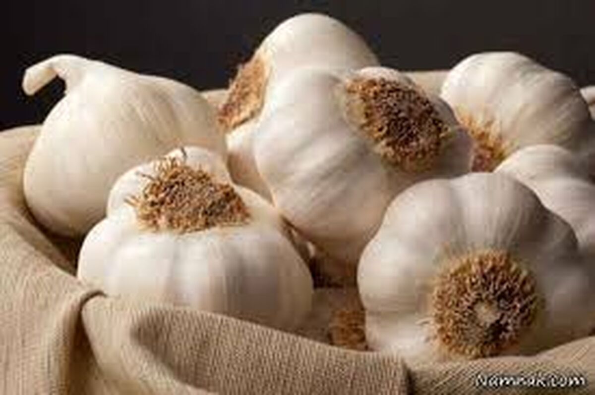 حبه سیر پخته بخورید ببینید چه اتفاقی در بدنتان می افتد 