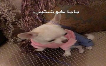 تصاویر دروازه بان سابق استقلال و سگش جنجالی شد