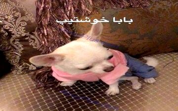 تصاویر دروازه بان سابق استقلال و سگش جنجالی شد