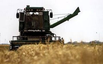هفت هزار و ۵۰۰ میلیارد تومان به حساب کشاورزان گندم‌کار واریز شد