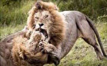 پنجه به پنجه شدن خونین ۲ شیر نر بر سر قدرت نمایی