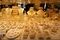 جدول قیمت سکه و طلا امروز ۲۴ مرداد؛ تازه‌ترین نرخ‌ها منتشر شد

