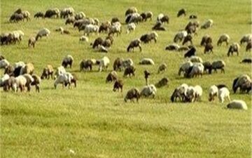 پیش‌بینی افزایش 30 درصدی پوشش گیاهی در مراتع چادگان