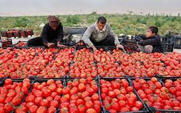 
پیش بینی نماینده مجلس از بازار گوجه فرنگی / امروز گوجه فردا پیاز ! 