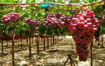 ‍ پرداخت تسهیلات به باغداران برای ایجاد باغ‌های انگور ایستاده و داربستی