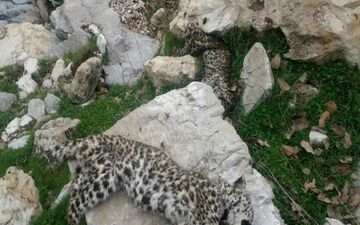 کشف لاشه پلنگ در جنگل‌های عباس‌آباد/ادامه بررسی‌ها برای یافتن علت مرگ