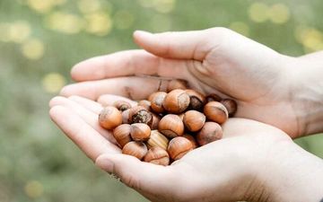فواید یک مشت فندق