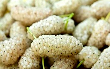 خواص شگفت‌انگیز توت سفید/ چرا باید آن را در رژیم غذایی خود داشته باشید؟