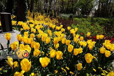 گزارش تصویری از لاله های زیبای بهاری در باغ ایرانی