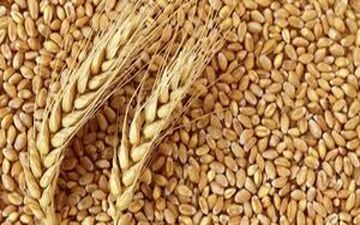 قیمت گندم امروز اعلام می شود