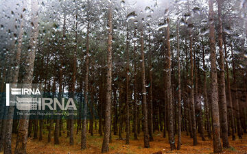 هشدار زرد در فارس؛ بارش‌های رگباری تا سه‌شنبه ادامه دارد
