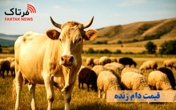 گزارش قیمت روز دام زنده؛ گوسفند امروز ۱۵ خرداد ۱۴۰۵ چند کیلویی است؟