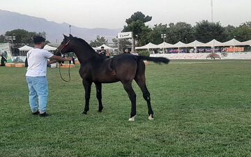  نشان‌سازی و مطرح کردن محصولات مرغوب کرمانشاه توسعه اقتصادی استان را رقم خواهد زد
