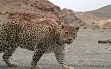 جنگل‌های شمشادی به‌عنوان زایشگاه پلنگ هیرکانی در حال نابودی است