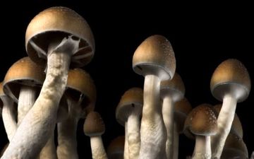 خوردن قارچ سمی تاکنون جان 8 تن را گرفته است/ 481 نفر مسموم شدند
