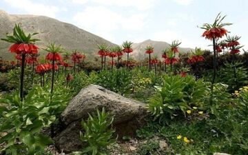 دشتهای لاله واژگون