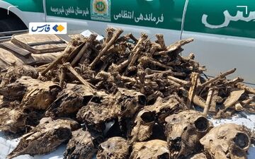 کشف ۴۱ جمجمه آهو از چاه آب در شاهین‌شهر