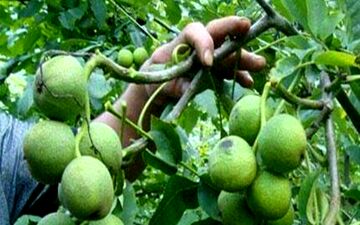 زنجیره تولید نهال پیوندی گواهی شده گردو در تویسرکان افتتاح شد