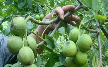 زنجیره تولید نهال پیوندی گواهی شده گردو در تویسرکان افتتاح شد