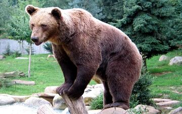 حادثه هولناک؛ حمله خرس به نوجوان ۱۶ ساله + تصاویر