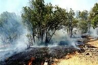 مهار آتش‌سوزی باغی در بلوار چمران شیراز 