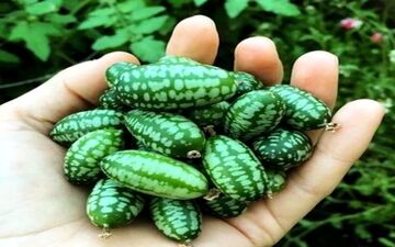 میوه ی بسیار عجیب از پیوند هندوانه و خیار