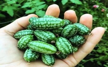 میوه ی بسیار عجیب از پیوند هندوانه و خیار