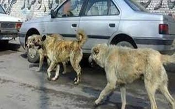 12 شهروند مرندی خوراک 2 سگ هار شدند