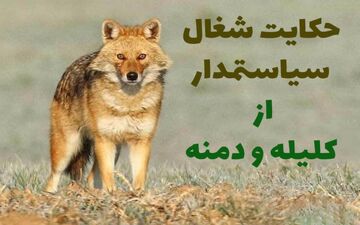 حکایت خواندنی و آموزنده شغال سیاستمدار از کتاب کلیله و دمنه
