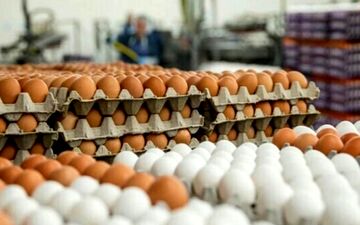 کاهش قیمت تخم مرغ به زیر نرخ مصوب