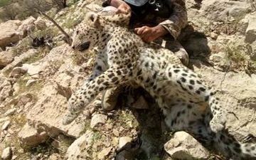فیلمی فوق العاده دیدنی درگیری پلنگ و جوجه تیغی! 