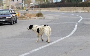 سگ ولگرد حادثه رقم زد /پنج نفر در تبریز راهی بیمارستان شدند