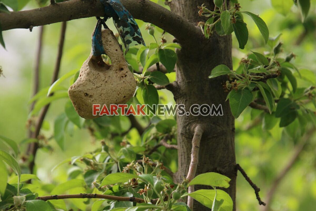تگرگ در گهواره