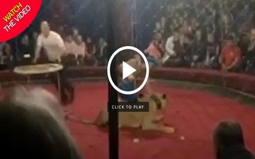 حمله ناگهانی شیر به دختر ۴ ساله در سیرک! +فیلم 
