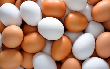 قیمت تخم مرغ همچنان ارزان است!  