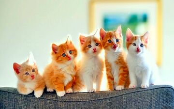 بچه گربه‌ی معجزه‌گر! راه رفتن روی دیوار به دنبال نور لیزر + ویدئو