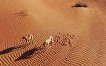 انداختن خرگوش‌ جلوی سگ‌های شکاری برای سرگرمی انسان‌ها