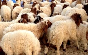  اعلام نرخ هر کیلوگرم دام زنده در مراکز عرضه بهداشتی دام