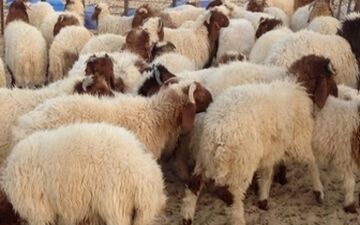  اعلام نرخ هر کیلوگرم دام زنده در مراکز عرضه بهداشتی دام