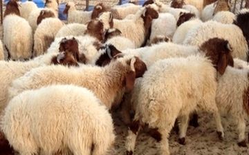  اعلام نرخ هر کیلوگرم دام زنده در مراکز عرضه بهداشتی دام