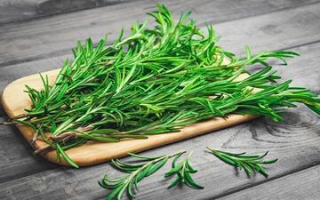 فواید گیاه رزماری و شیوه تکثیر آن 