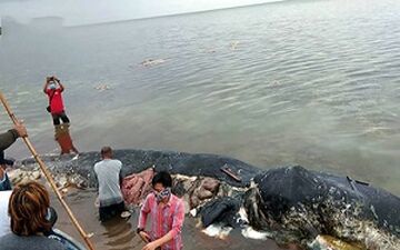 مرگ نهنگی که ۶ کیلو پلاستیک خورد! + فیلم 