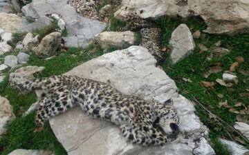 بقایایی از لاشه یک پلنگ پوست‌کنده شده در غرب گیلان کشف شد
