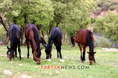 محسن عباسی‌فرد- ایرج الیاسی دالاهو
