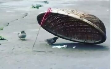 صحنه ای عاطفی که شکارچی را منصرف کرد+ فیلم