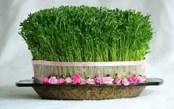 روشهای تهیه مدلهای مختلف سبزه عید 
