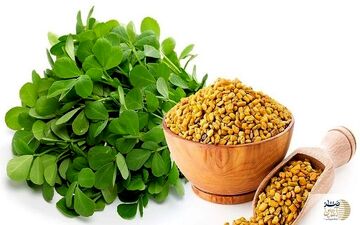 این گیاه معجزه ای برای دیابتی ها
