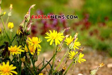محسن عباسی‌فرد- ایرج الیاسی دالاهو