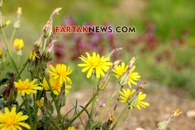 محسن عباسی‌فرد- ایرج الیاسی دالاهو