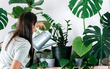 با این گیاهان عوارض آلودگی هوا را به حداقل برسانید